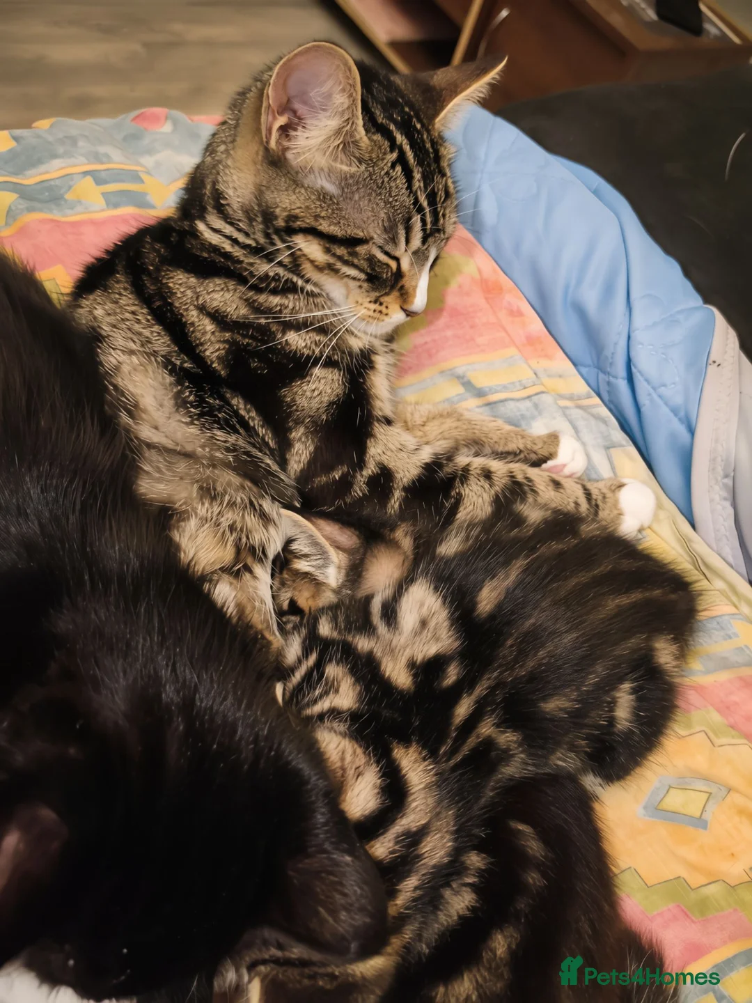 Mixed Breed cats for sale: Mixed breed kittens - Advert 1