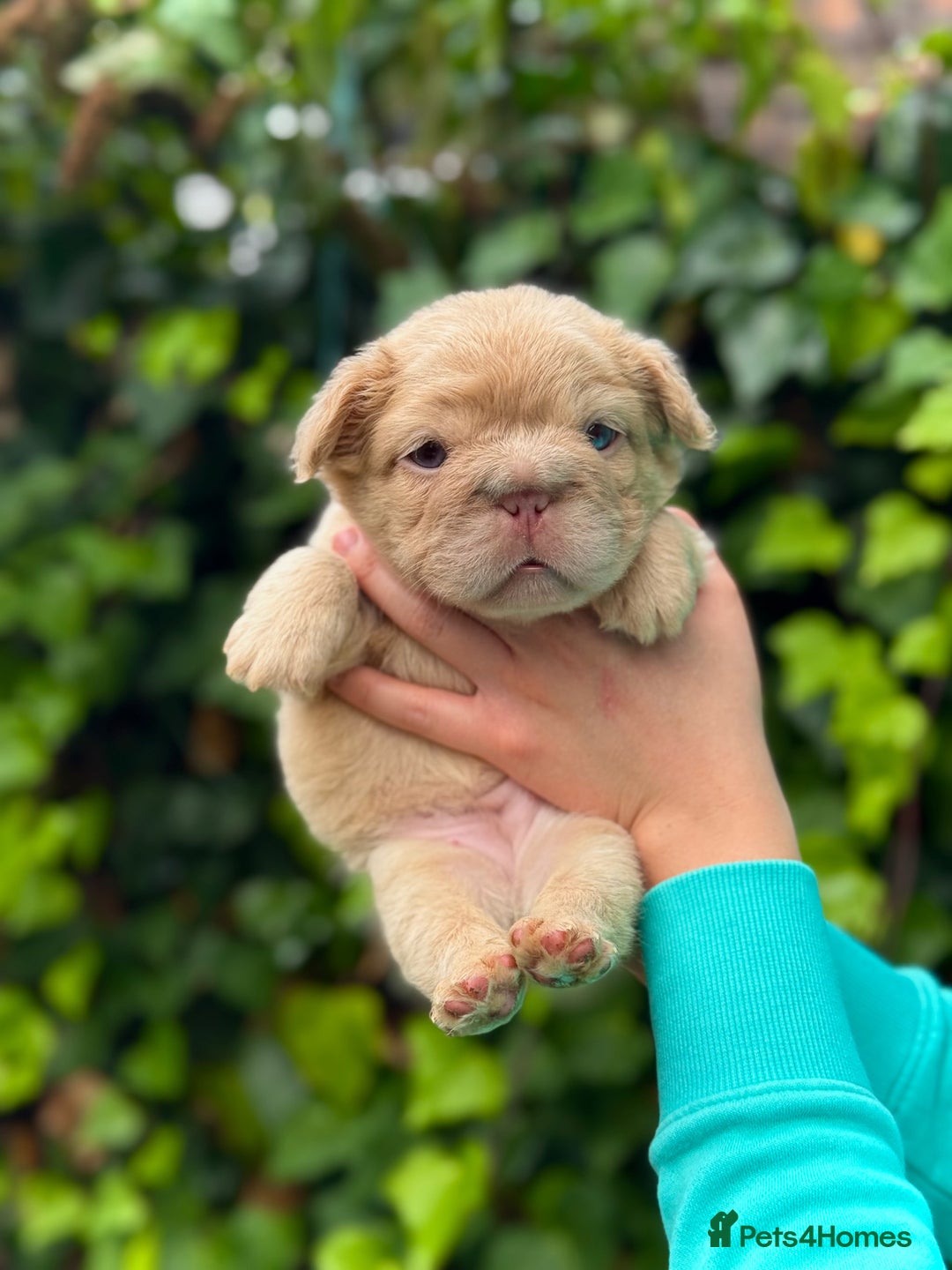 French Bulldog dogs for sale: Visual Fluffy 🧶 New Shade Frenchies 💎  - Image 6