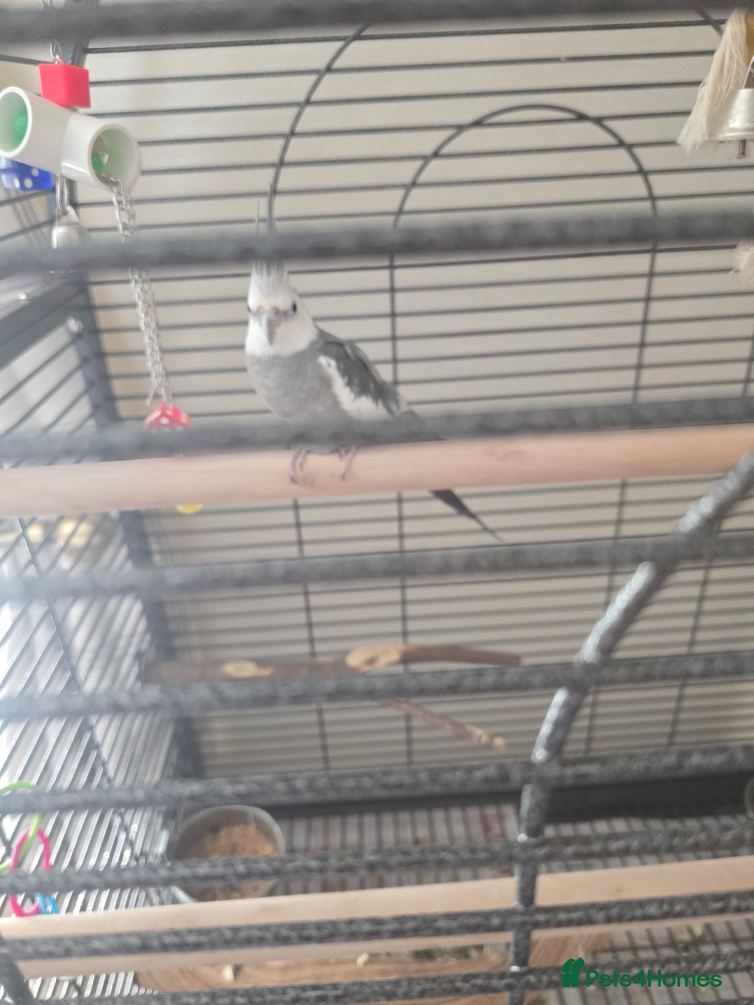 Cockatiels birds for sale: Cage and bird  - Advert 1