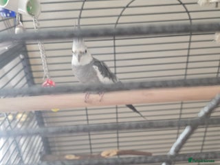 Cockatiels birds Cage and bird - Advert 1