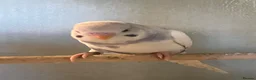 Budgerigars birds for sale: Baby budgies for sale - Advert 5