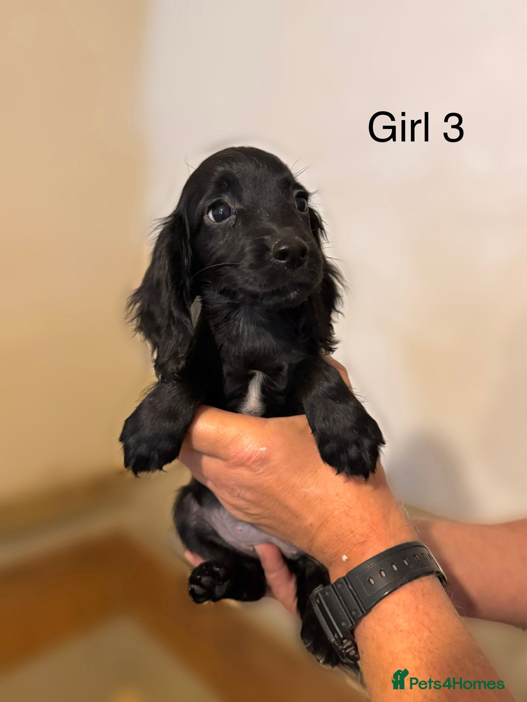 Cocker Spaniel dogs for sale: Beautiful cocker spaniel puppies ready now - Advert 12