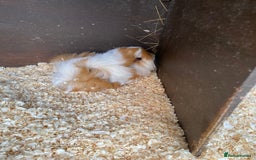 Guinea Pig rodents for sale: Peruvian Guinea pig male - Image 2
