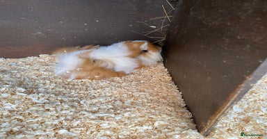 Guinea Pig rodents - Advert 5