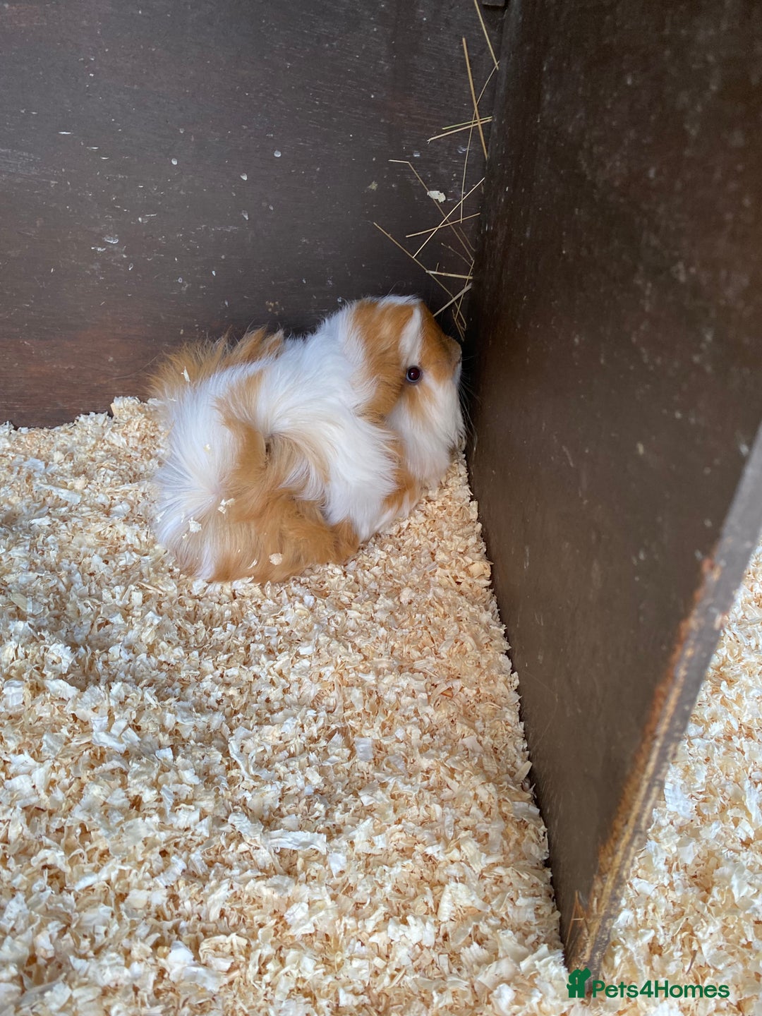 Guinea Pig rodents for sale: Peruvian Guinea pig male - Image 2
