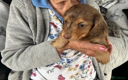 Dachshund dogs for sale: Stunning long haired miniature daxi puppies    - Image 6