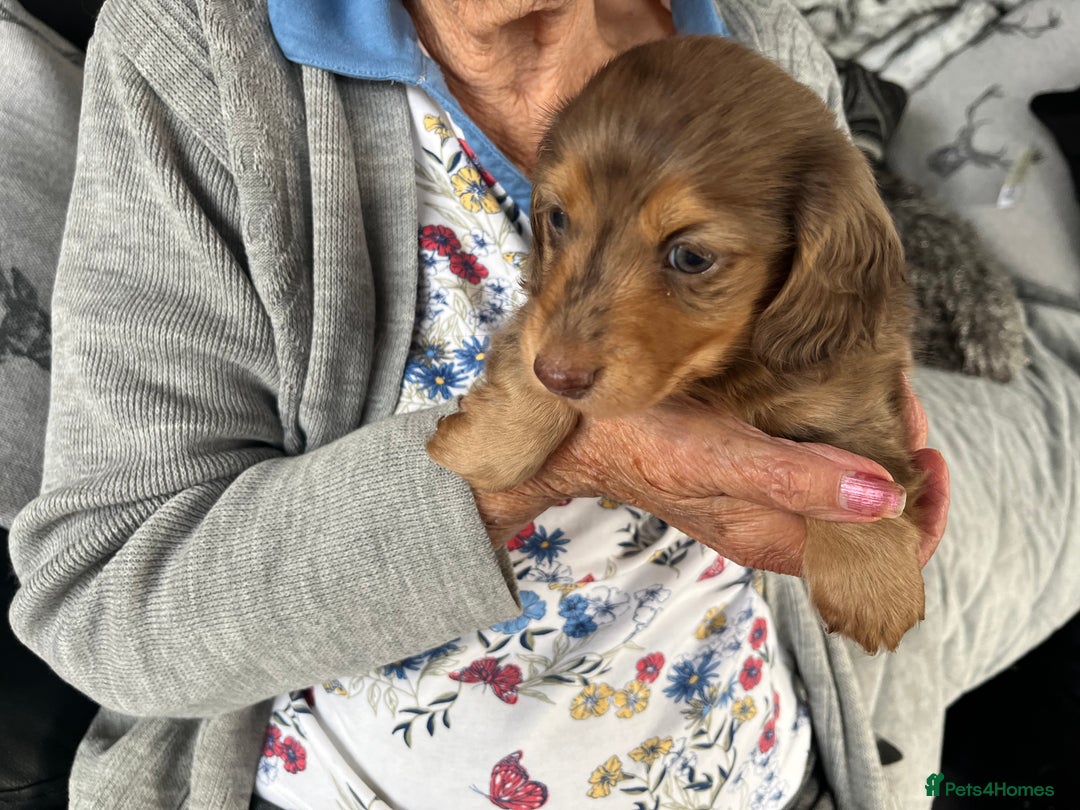 Dachshund dogs for sale: Stunning long haired miniature daxi puppies    - Image 6