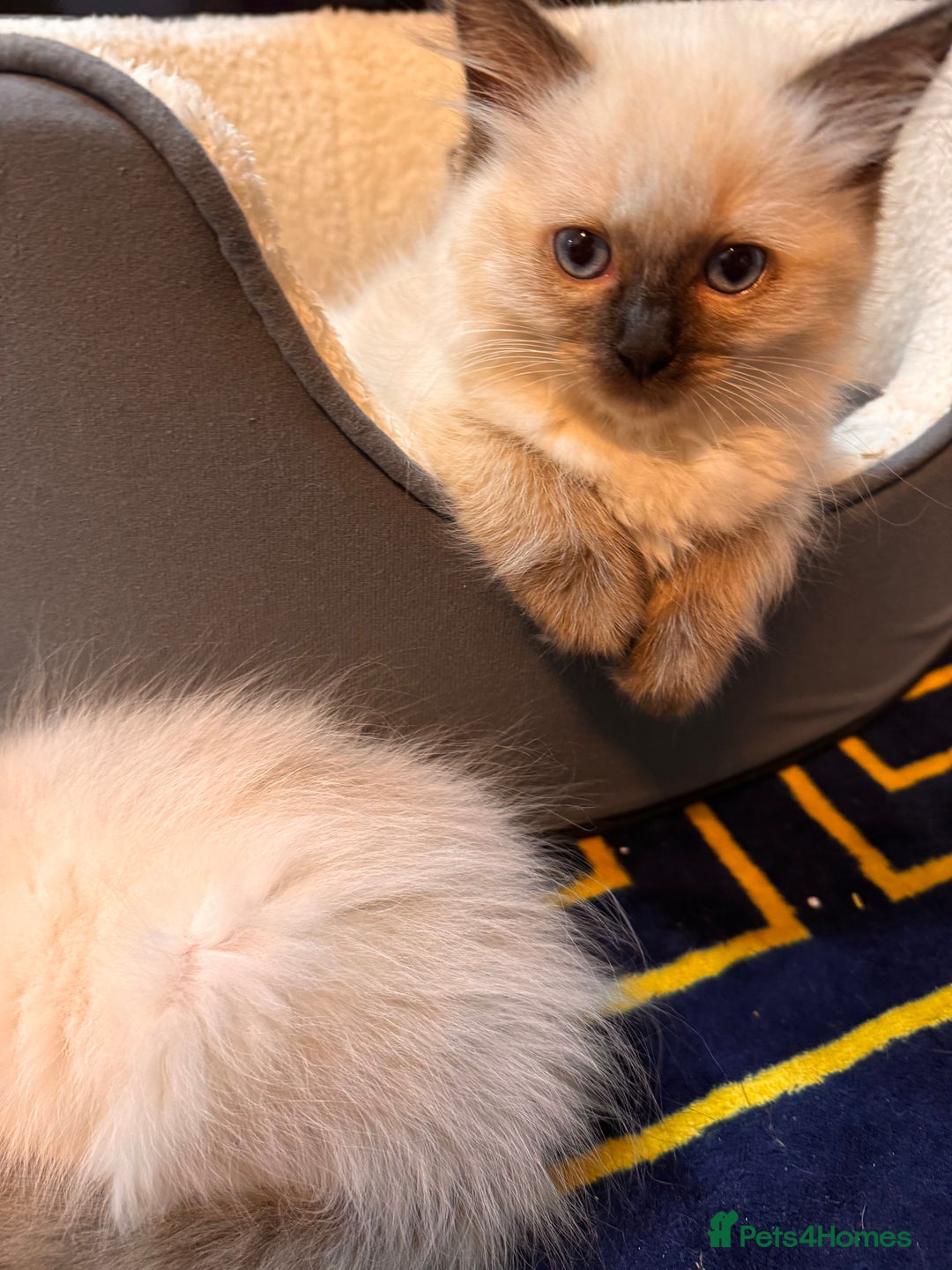 Ragdoll cats for sale: Urgent - 1 Purebred Ragdoll Kitten left in London - Image 10