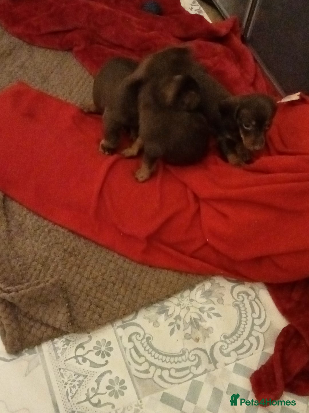 Miniature Dachshund dogs for sale: Miniature dachshund  for sale  - Advert 2