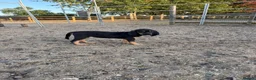 Bloodhound dogs for sale: Bloodhound puppies  in Dereham - Advert 14