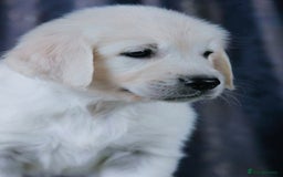 Golden Retriever dogs for sale: golden retriever  - Image 4