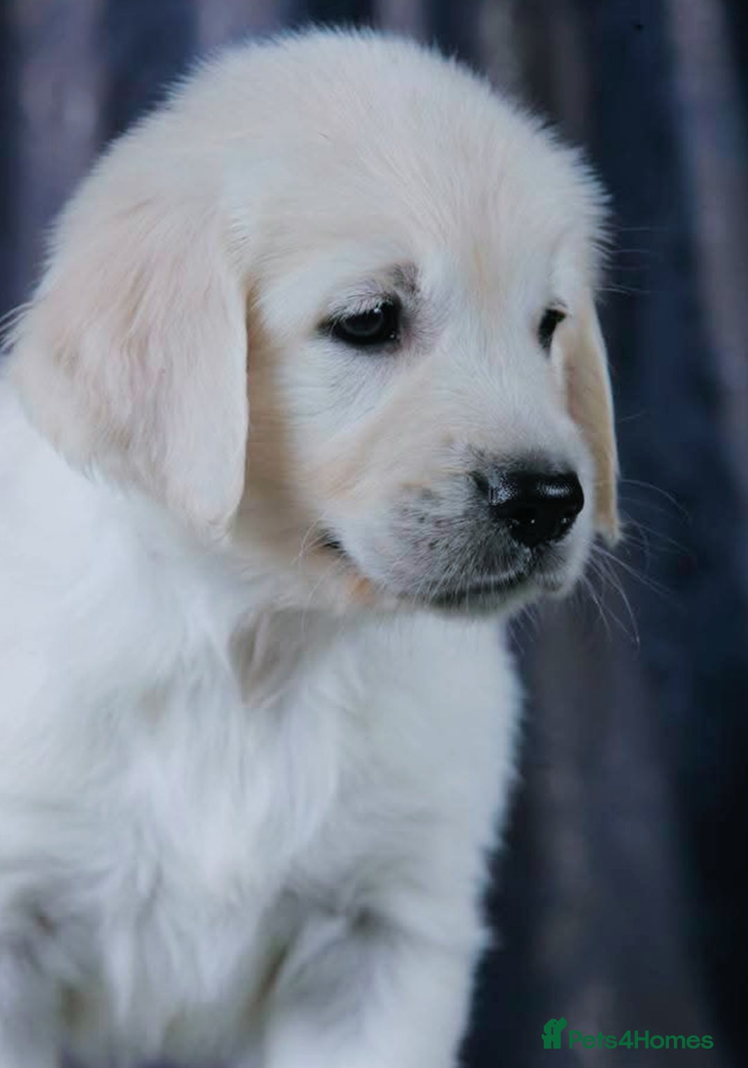 Golden Retriever dogs for sale: golden retriever  - Image 4