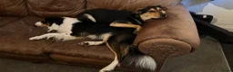 Sprollie dogs for sale: Otto & Hank - collie x’s bonded pair (1.5 & 2 yo) - Advert 7