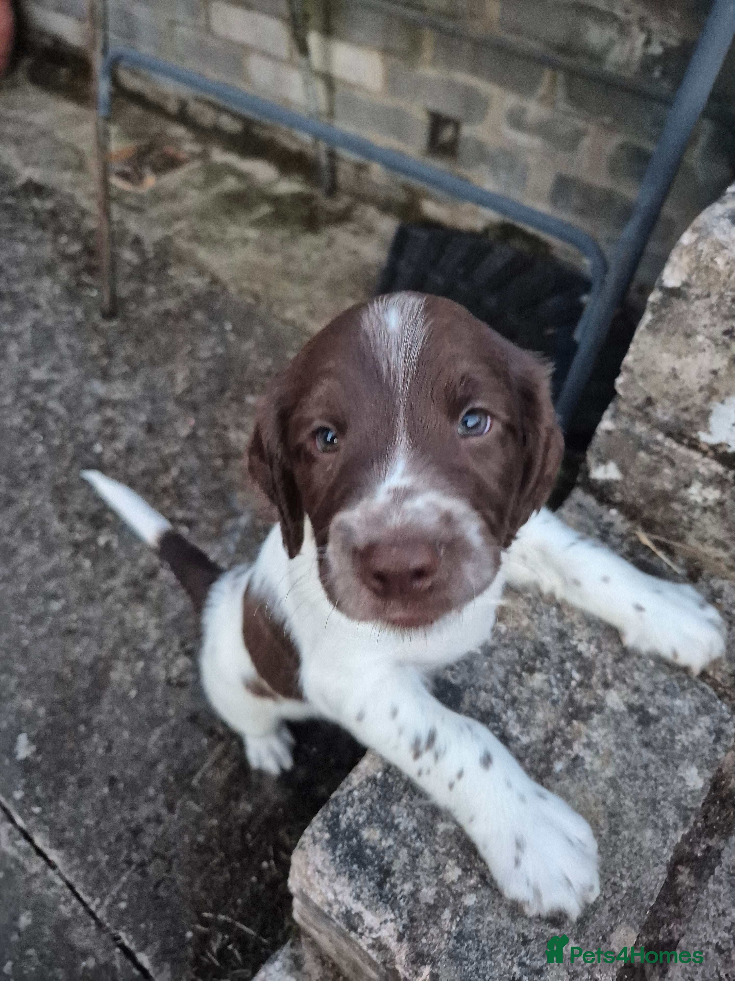 Springador dogs Springador X English springer spaniel pups - Advert 2
