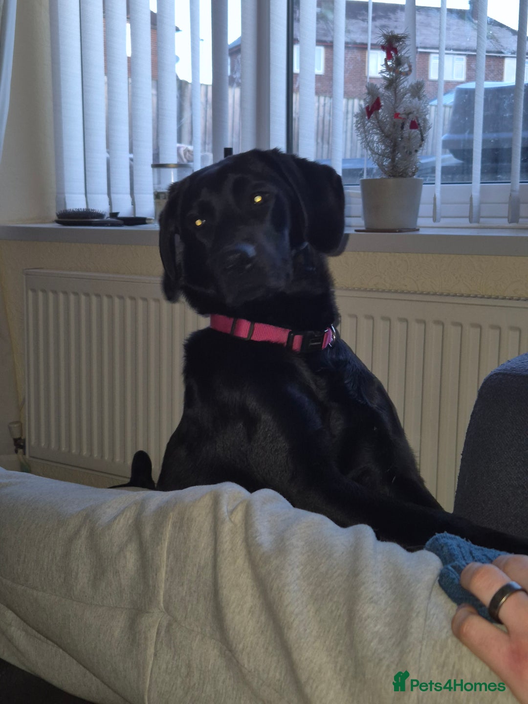 Labrador Retriever dogs for sale: Black labrador - Advert 4
