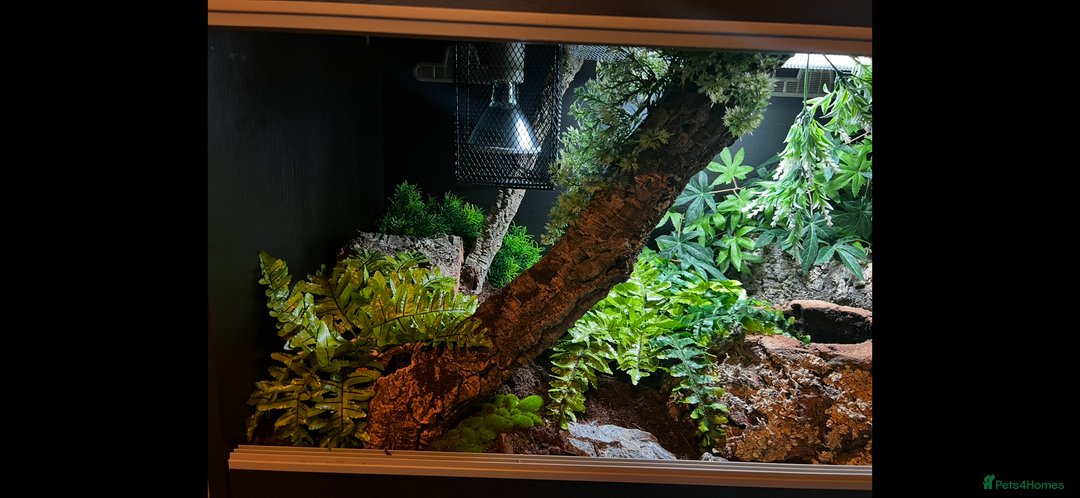 Snake reptiles for sale: Hognose snake and set up - Image 3