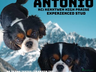 Cavalier King Charles Spaniel dogs in Bury Saint Edmunds - Advert 7