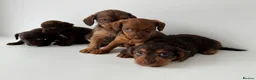 Mixed Breed dogs for sale: 5 Beautiful Chocolate brown & Tan Puppies  in Egham - Advert 10