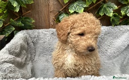 Sproodle dogs for sale: Stunning litter of Sproodle Pups - Image 7