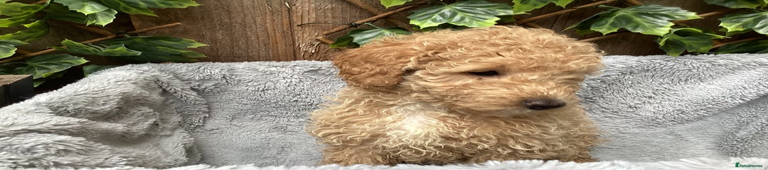 Sproodle Puppy 4
