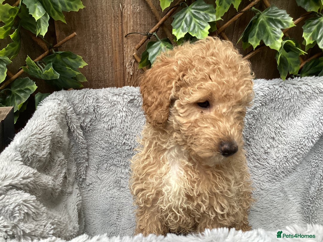 Sproodle dogs for sale: Stunning litter of Sproodle Pups - Image 7