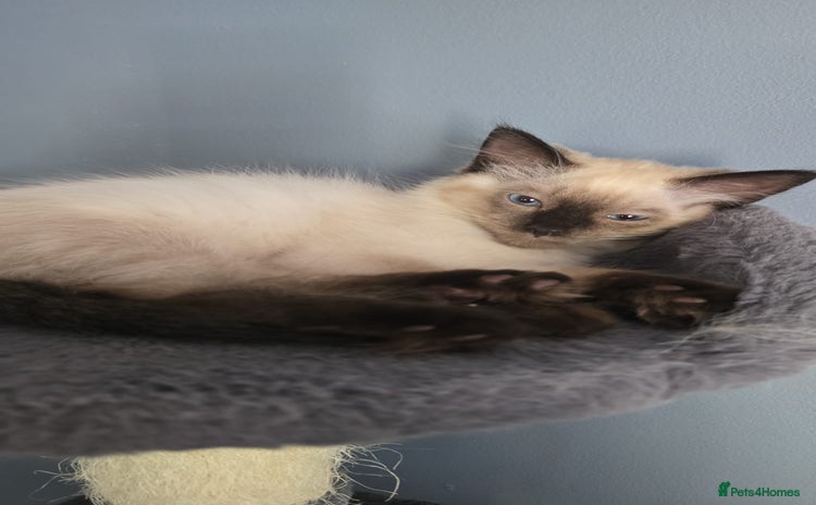 Ragdoll cats - Advert 13
