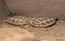 Tortoise reptiles for sale: Sarah Taylor - Image 2
