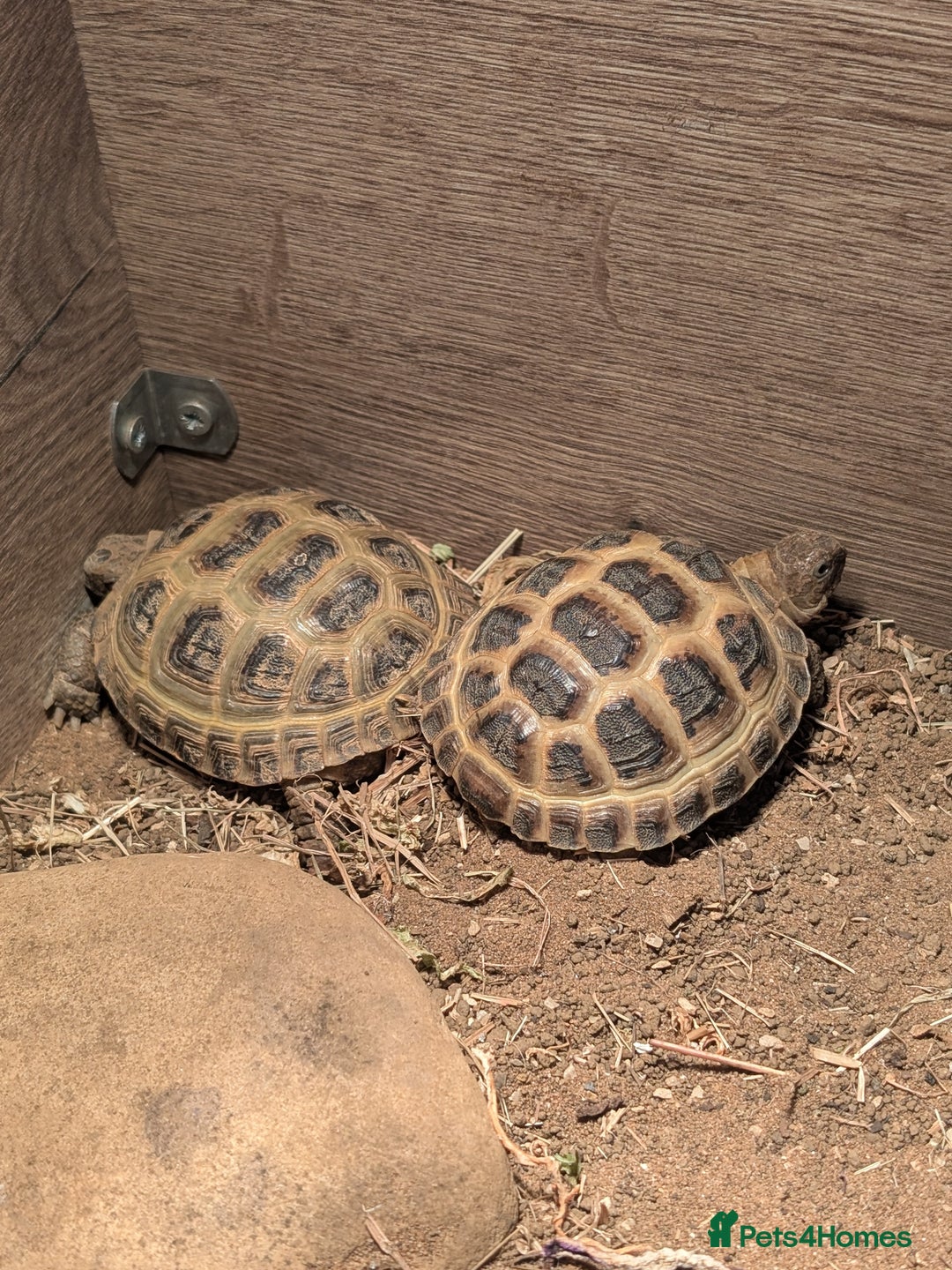 Tortoise reptiles for sale: Sarah Taylor - Image 2