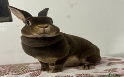Rex rabbits for sale: Stunning mini Rex babies - Image 4