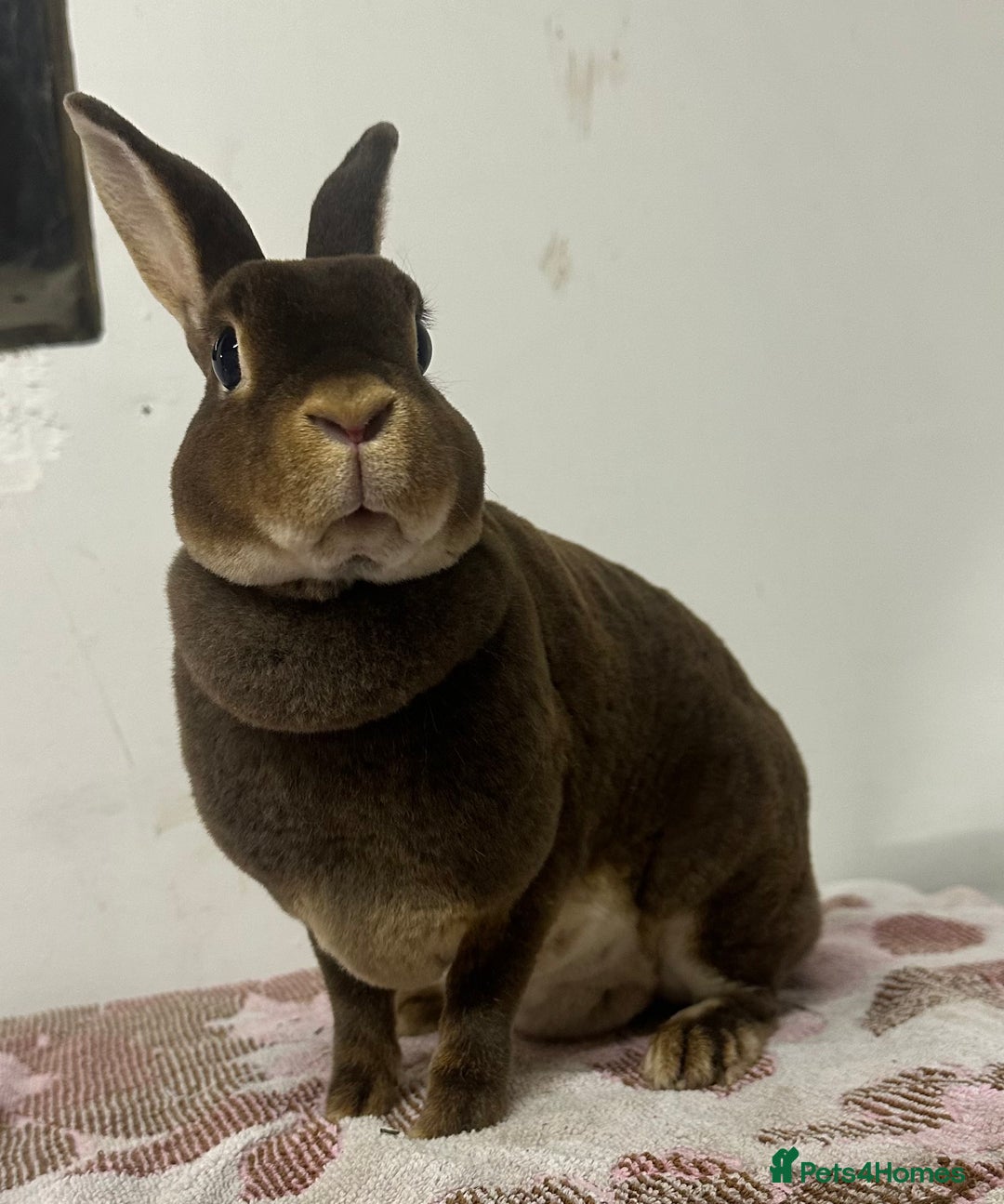 Rex rabbits for sale: Stunning mini Rex babies - Image 4