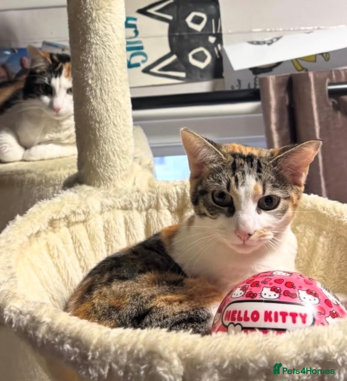 Domestic Shorthair cats Sisters needing a forever home - Advert 3