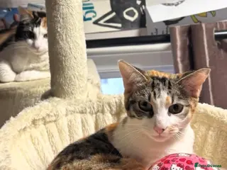 Domestic Shorthair cats Sisters needing a forever home - Advert 10