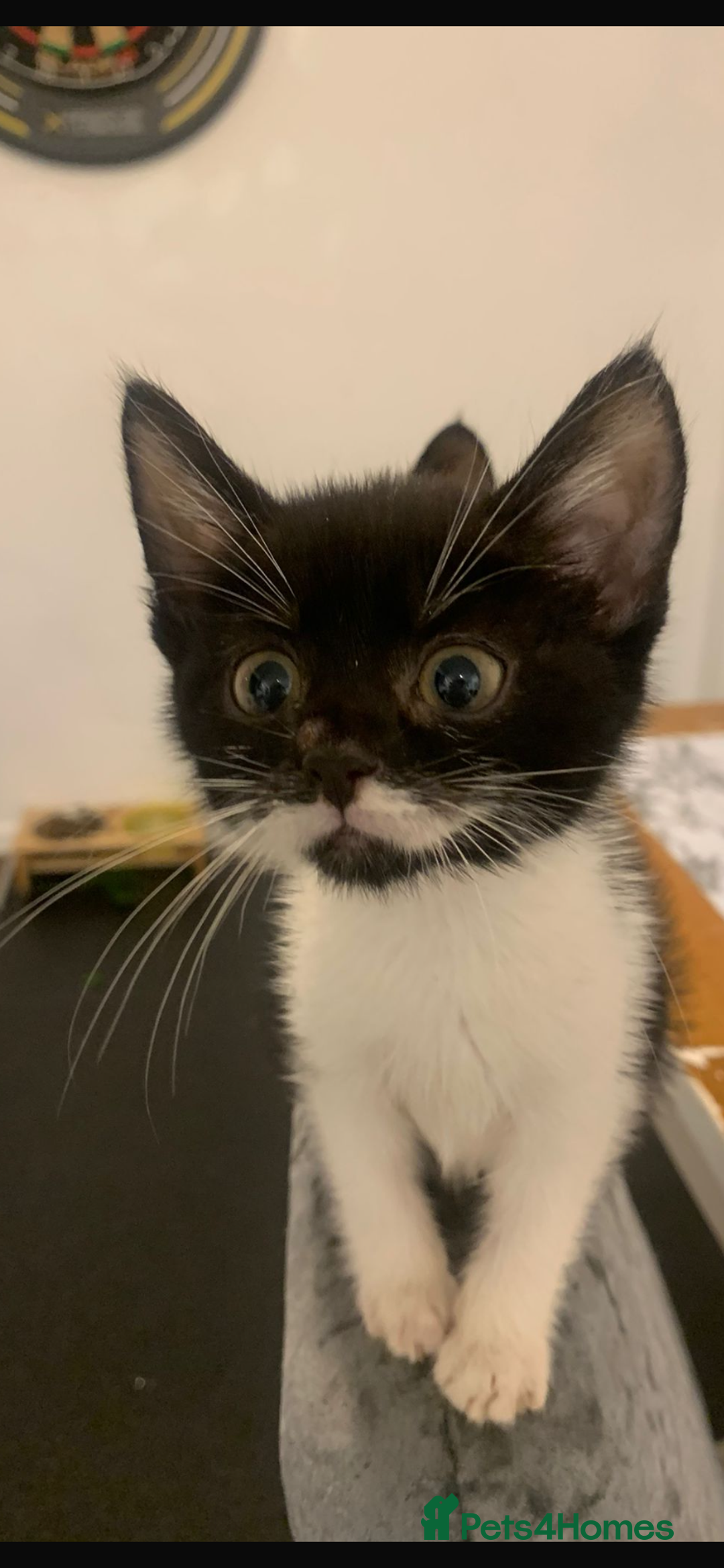 Domestic Shorthair cats for sale: Kittens ready  for forever home  - Image 3