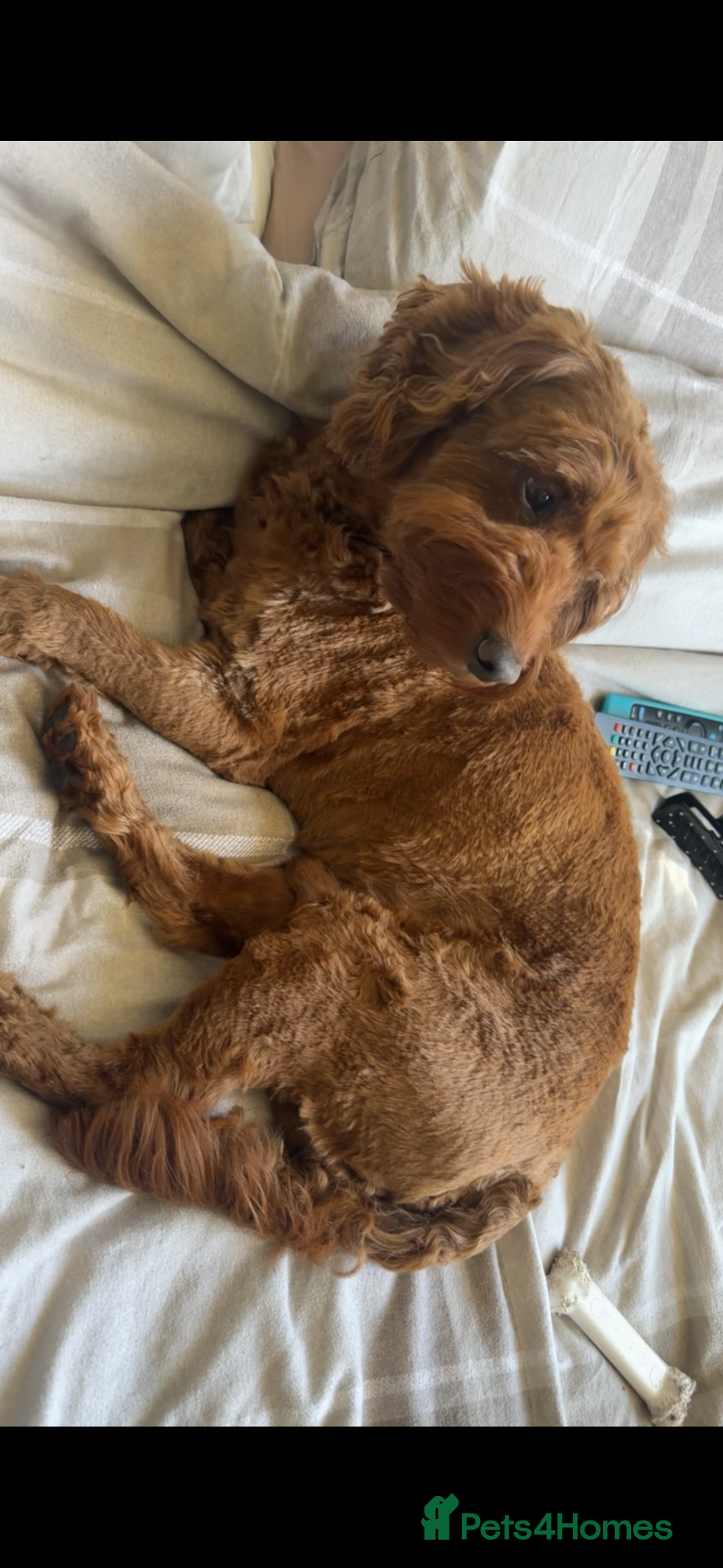 Cockapoo dogs Red cockerpoo  - Advert 1
