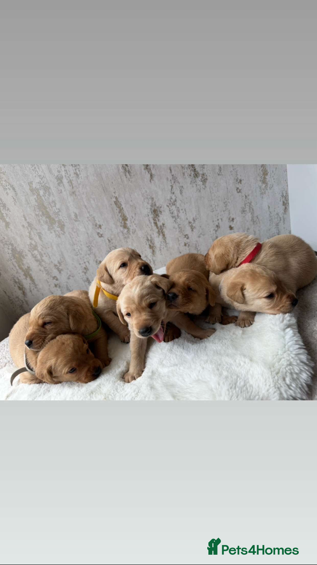 Labrador Retriever dogs for sale: 🐾 Exceptional KC Registered Labrador Puppies🐾 - Advert 12