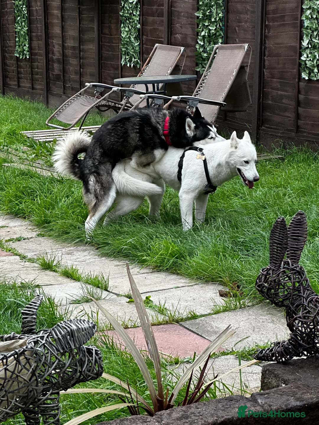 Siberian Husky dogs for stud: 🐺Lucky🐺 in Birmingham - Advert 30