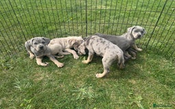 Cane Corso dogs for sale: Cane corso pups  - Image 10
