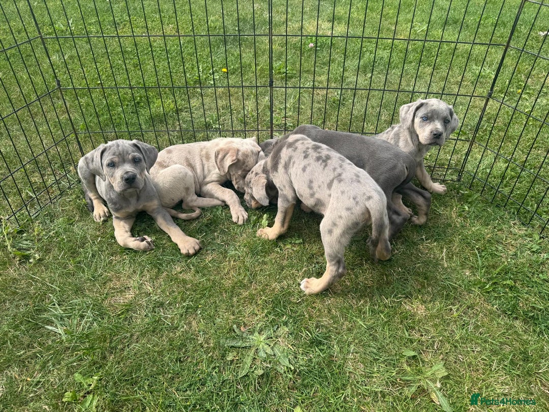 Cane Corso dogs for sale: Cane corso pups  - Image 10