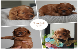 Cavapoo dogs for sale: Beautiful toy Cavapoo puppies 🐶 🐾 - Image 9