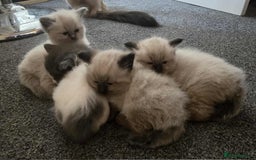 Ragdoll cats for sale: 4 ragdoll x ragamuffin fluffy kittens  - Image 16