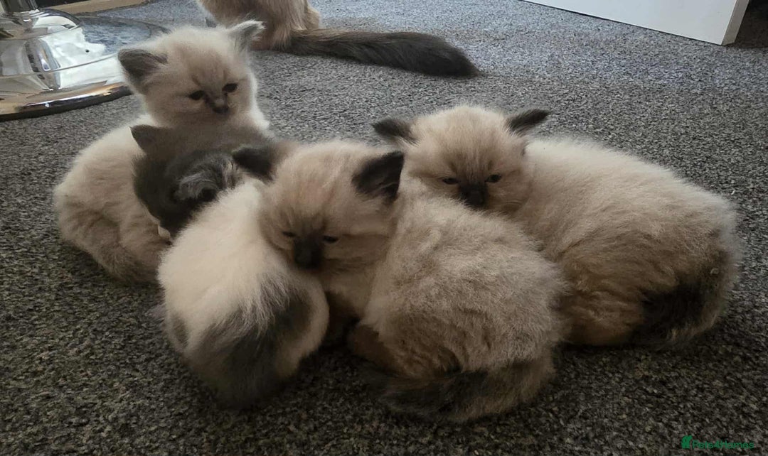 Ragdoll cats for sale: 4 ragdoll x ragamuffin fluffy kittens  - Image 16