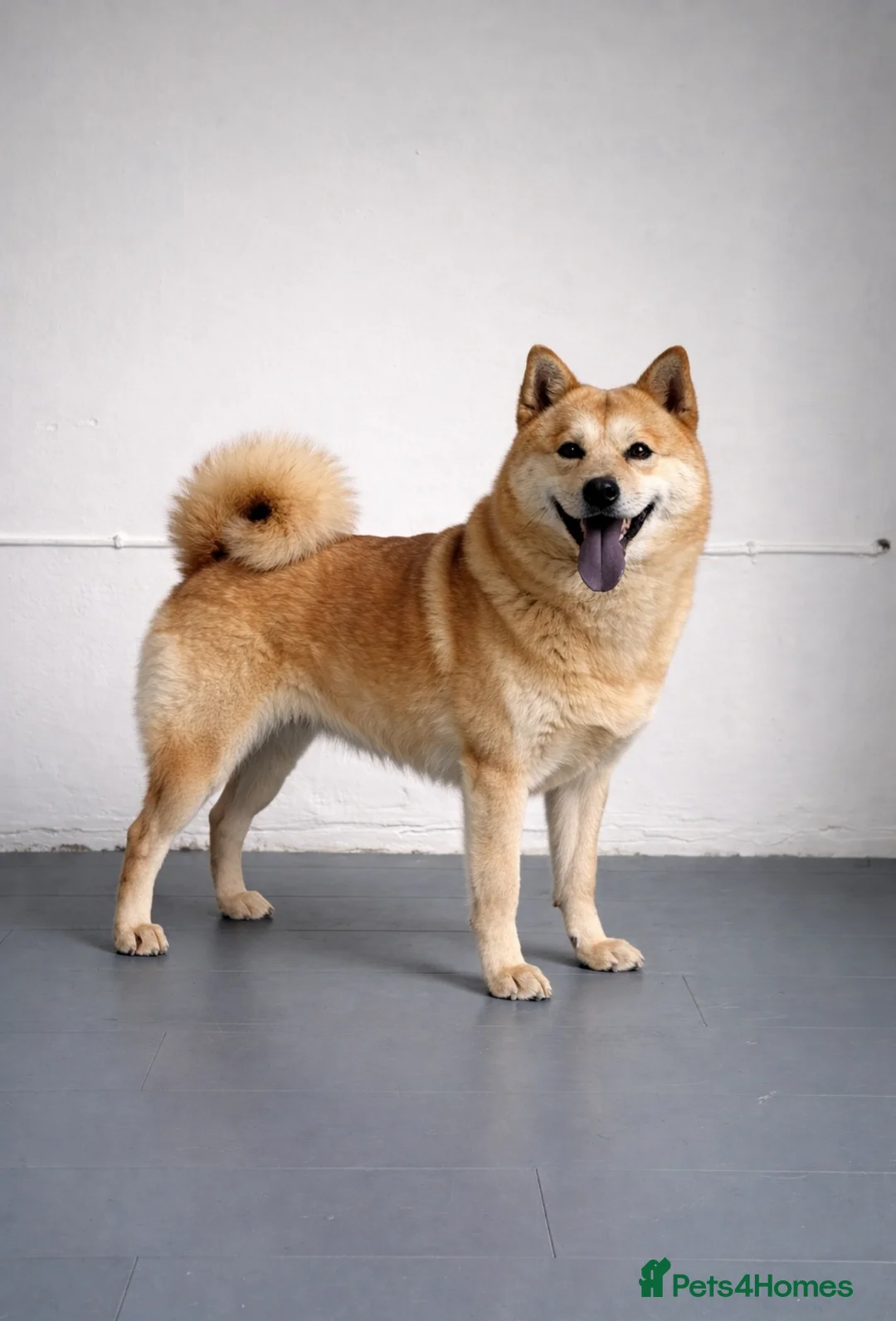 Mixed Breed dogs for sale: (Foxie) adult female mini chowsky for sale - Advert 2