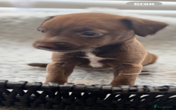 Mixed Breed dogs for sale: Cockapoo X pattadale pups  - Image 3