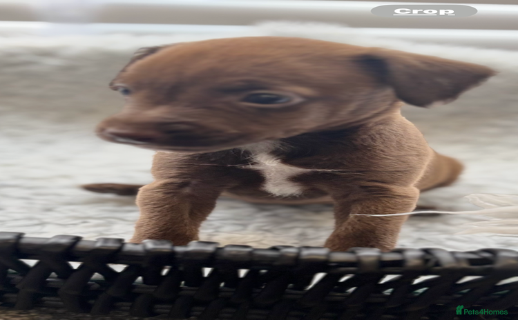 Mixed Breed dogs - Advert 1