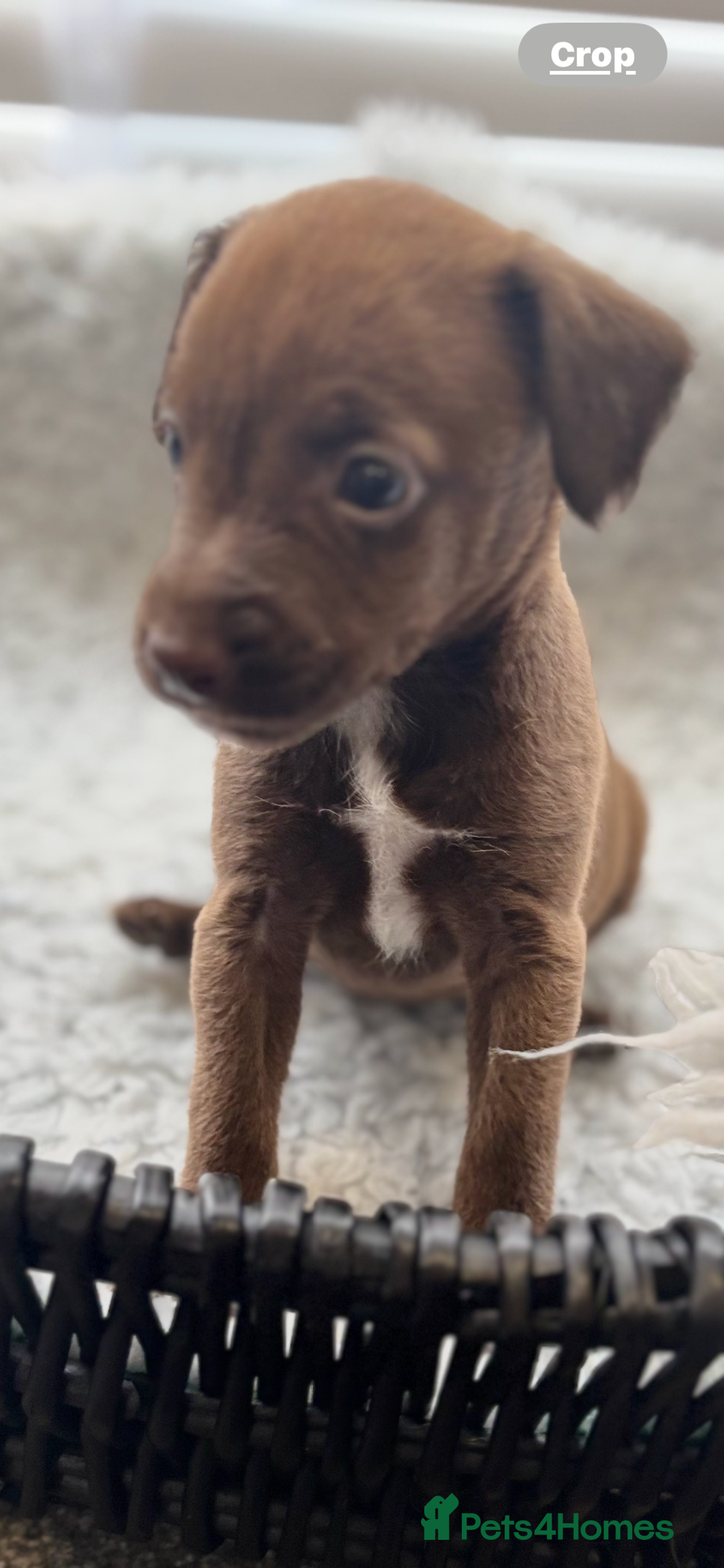 Mixed Breed dogs for sale: Cockapoo X pattadale pups  - Image 3