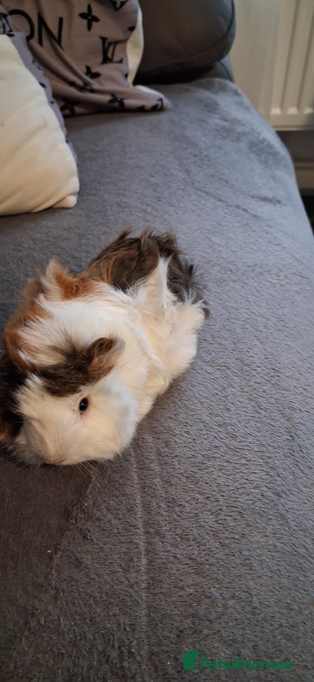 Guinea Pig rodents for sale: 6 baby girl guinea pigs 2 boys  - Advert 10