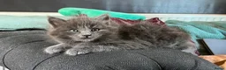 Oriental cats for sale: 7 RAGDOLL/SIAMESE KITTENS  - Advert 8