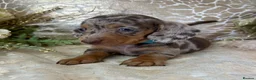 Miniature Dachshund dogs for sale: KC Miniature Smooth Coat Puppies - Advert 4