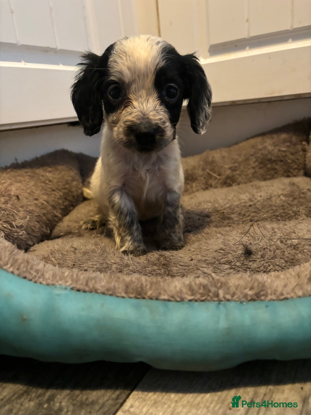 Cocker Spaniel dogs for sale: 5 lovely cocker spaniels  - Advert 7