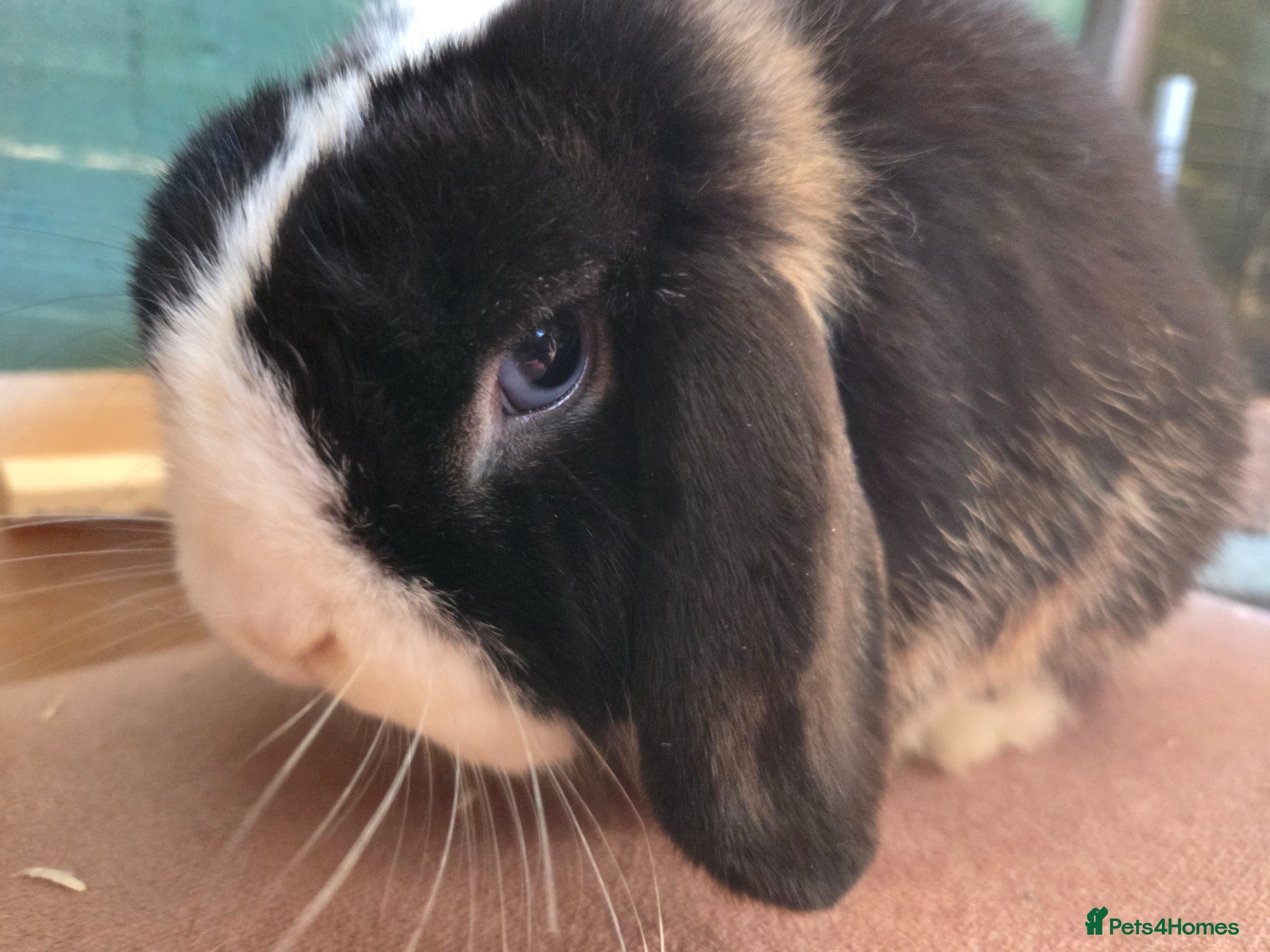 Mini Lop rabbits Boy minilop with blue eyes  - Advert 14